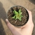 Haworthia Glabrata Variegata