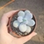 Pachyphytum Oviferum