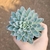 Echeveria Bradburyana