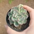 Echeveria Beneotine