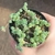 Sedum Dasyphyllum Major