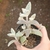 Kalanchoe Eriophylla