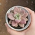 Echeveria Rose Crow