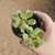 Sedum Dendroidium