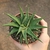 Haworthia Limifolia Spiralis