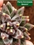 Pachyphytum compactum " Purple Diamond" P09 na internet
