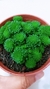 Crassula Polyphylla Monanthes P09 - comprar online