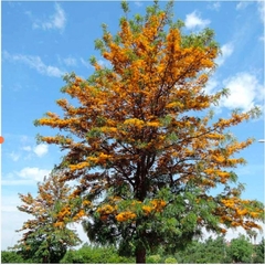 Grevillea Robusta, Roble sedoso. Árbol de fuego