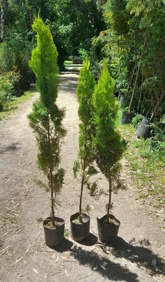 Thuja Dolly, Ideal Para Cerco O Como Planta Aislada - Vivero Las Magnolias