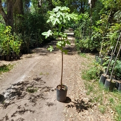 Brachichiton Acerifolius - Árbol Del Fuego en internet