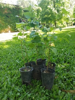 Plantines de abedul - ideal bonsai o para desarrollar en internet