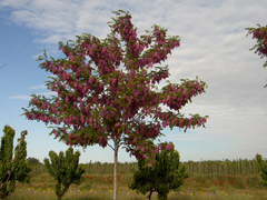 Acacia Casque Rouge De 3,5 M - Rápido Crecimiento - comprar online