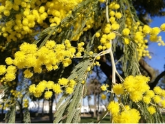 Aromo / Acacia Dealbata 1,5 M De Altura