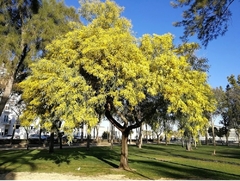 Aromo francés (Acacia Dealbata) de 2,20 m - comprar online