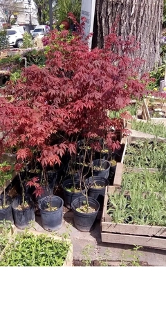 Acer palmatum atropurpureum - Siempre rojo