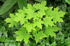 Arce Real, Arce de Noruega (Acer Platanoides) - comprar online