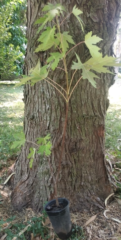 Plantines De Acer Saccharinum - Ideal Bonsai - 40 Cm - comprar online