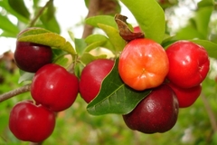 Planta De Acerola - Cereza De Jamaica