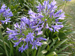 Agapanthus - Lirio Africano - De Flor Celeste