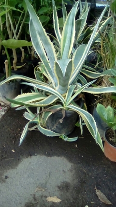 Agave Americana Marginata - Vivero Las Magnolias