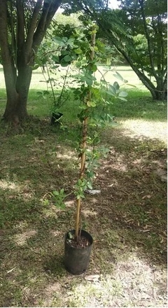 Akebia quinata - hermosa trepadora, muy perfumada en internet