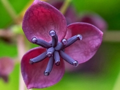 Akebia quinata - hermosa trepadora, muy perfumada