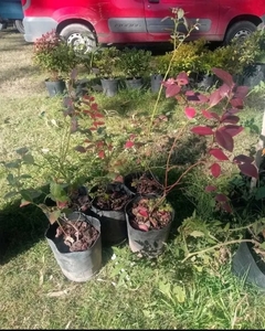 Plantas De Arándanos Azules