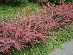 Berberis Thunbergii Atropurpurea - Agracejo Rojo - comprar online