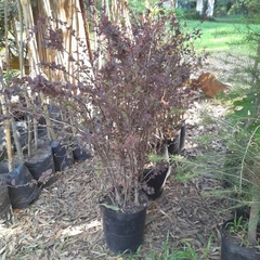 Berberis Thunbergii Atropurpurea - Agracejo Rojo - Vivero Las Magnolias