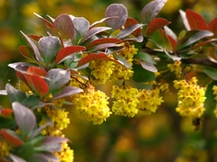 Berberis Thunbergii Atropurpurea - Agracejo Rojo en internet