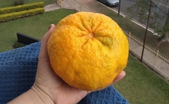 Mandarina Campeona (bergamota)