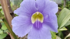 Bignonia azul (Thunbergia grandiflora) - comprar online
