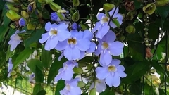 Bignonia azul (Thunbergia grandiflora)