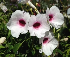 Bignonia blanca - Cultivo orgánico