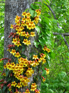 Bignonia Capreolata - Trepadora De Hermosa Floración en internet