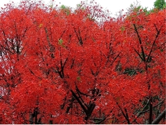 Brachichiton Acerifolius - Árbol Del Fuego