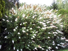 Buddleia de flor blanca - Muy atractiva - Atrae mariposas