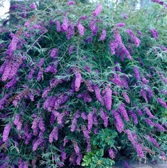 Buddleia De Flor Violeta - Muy Atractiva - Atrae Mariposas