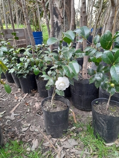 Camelia japónica de flor blanca