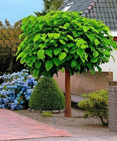 Catalpa bungei - copa redonda