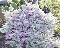 Cenizo (leucophyllum), Hermoso Arbusto Ideal Para La Costa