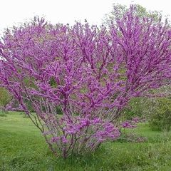 Plantines De Cercis Siliquastrum - Ábol De Judea - comprar online