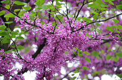 Cercis Siliquastrum (árbol De Judea) En Flor - comprar online