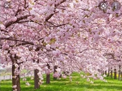 Cerezo Sakura (Prunus serrulata), de flor rosada