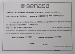 Naranjo Valencia Late - De jugo - Plantas certificadas en internet
