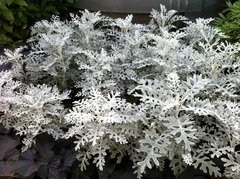 Cineraria Marítima, Un Arbusto Infaltable En El Jardín