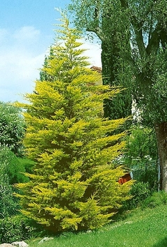 Ciprés Macrocarpa Lutea Nova