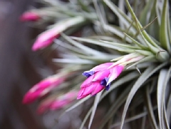 Plantas De Clavel Del Aire - Tillandsia Aeranthos - comprar online