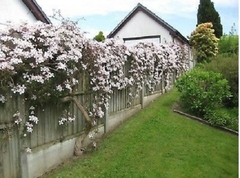 Clematis Montana, Una Trepadora Muy Atractiva en internet