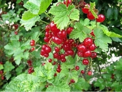 Grosellero rojo o corinto (Ribes rubrum) - comprar online